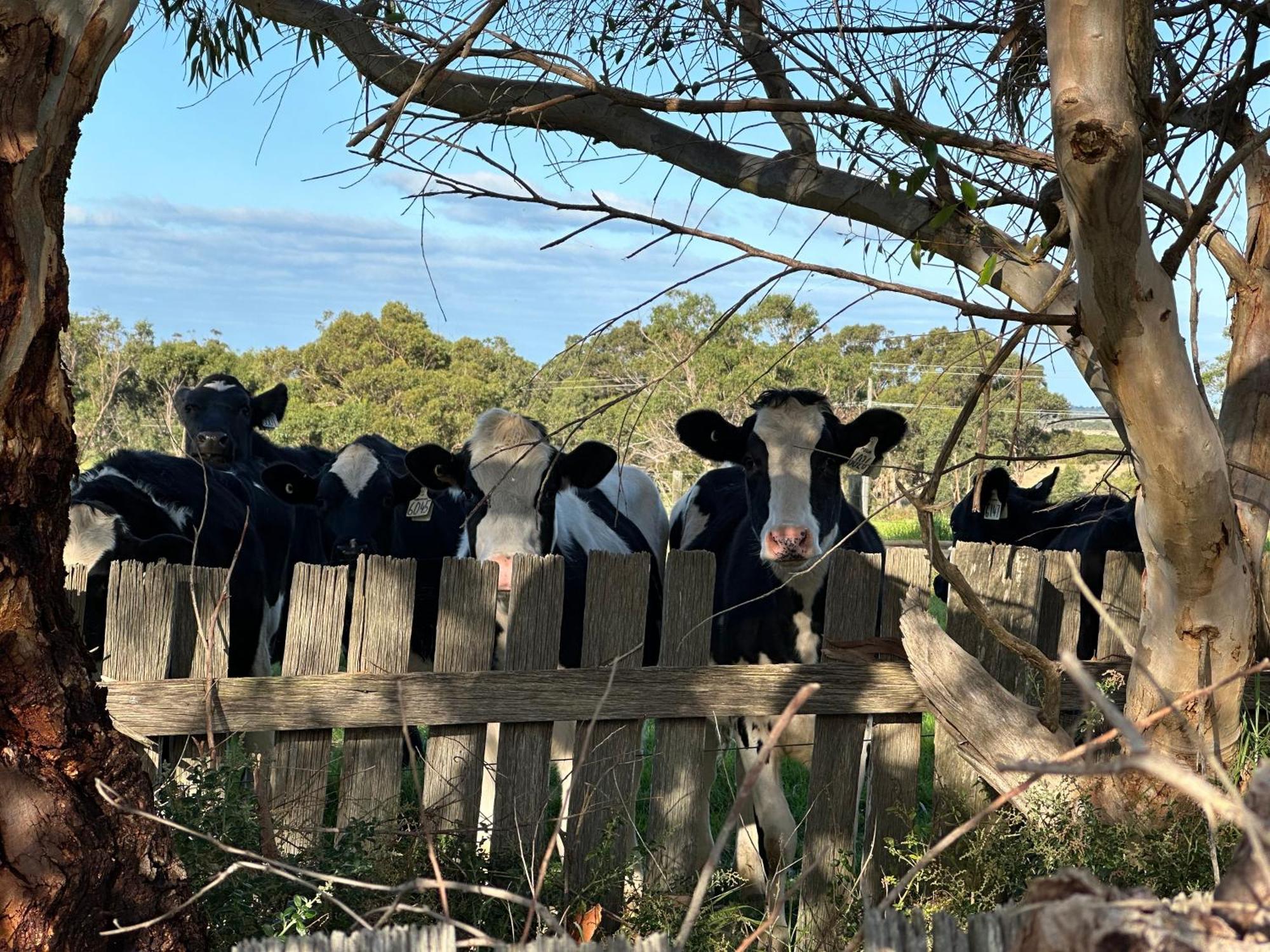 Bush Retreat Farm Stay 2 Bedroom Guest Suite Gelliondale Buitenkant foto